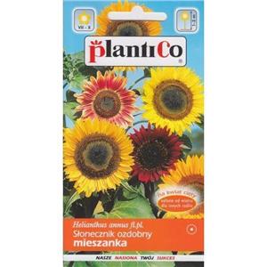 Słonecznik Ogrodowy 10g Plantico