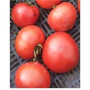 Pomidor Gruntowy Rediana F1 (CLX38190) 5T nas. Standard