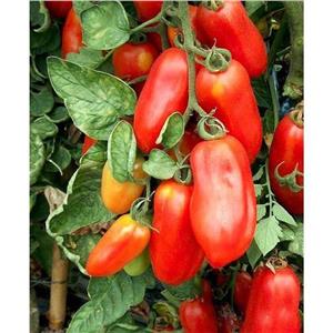 Pomidor S.Marzano 2 BIO 0,5g Standard Vilmorin