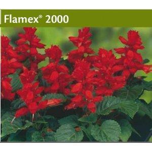 Salvia Flamex 2000  1T nas. Standard