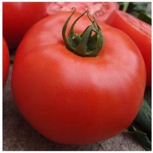Pomidor Szklarniowy Zadurella F1 250 nas. Standard