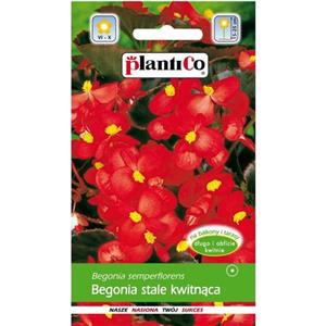 Begonia Stale Kwitnąca Czerwona Kujawianka F1 0,1g