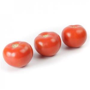 Pomidor Tunelowy Alamina 100 nas. Standard