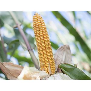 Kukurydza Tonacja C1 FAO 220-230 50 tyś. nasion