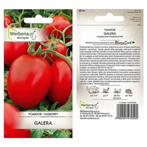 Pomidor Galera 1G Standard Werbena