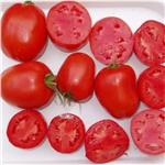 Pomidor Gruntowy Dyno F1 5 T nas. Standard
