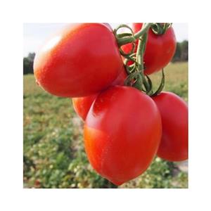 Pomidor Gruntowy Vaquero F1 5T nas. Standard