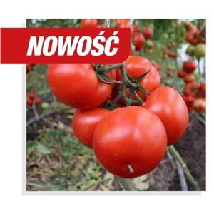 Pomidor Gruntowy Trioset 500 nas.  Standard