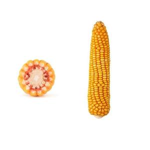 Kukurydza Reduta 50 tys. nas. C1 FAO 230