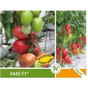 Pomidor Szklarniowy Malinowy V440 Jangcy F1 250 nas. V440 Standard