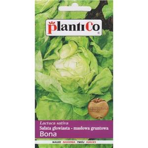 Sałata Masłowa Bona 1G Standard Plantico
