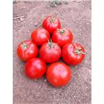 Pomidor Gruntowy Ekin 1Tnas. Standard
