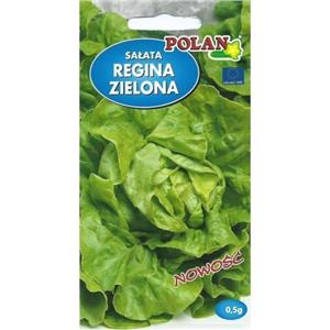 Sałata Masłowa Regina 0,5G Standard Polan