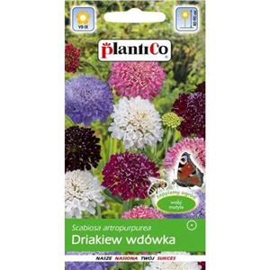 Drakiew Wdówka Mix 0,5g Plantico