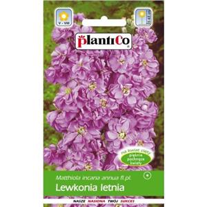 Lewkonia Letnia Fioletowa Hala-Vars 0,5g Standrd Plantico